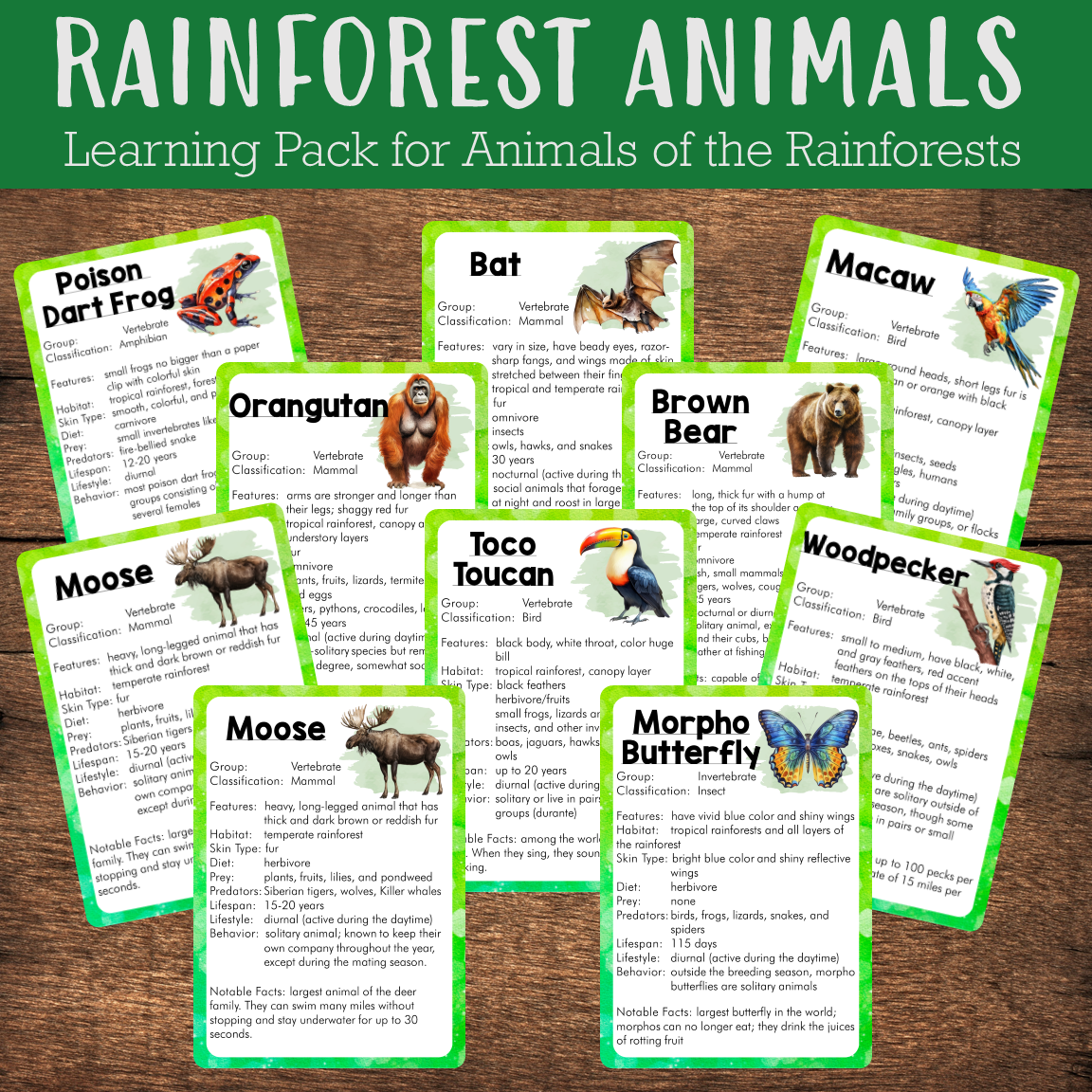 rainforest animals names