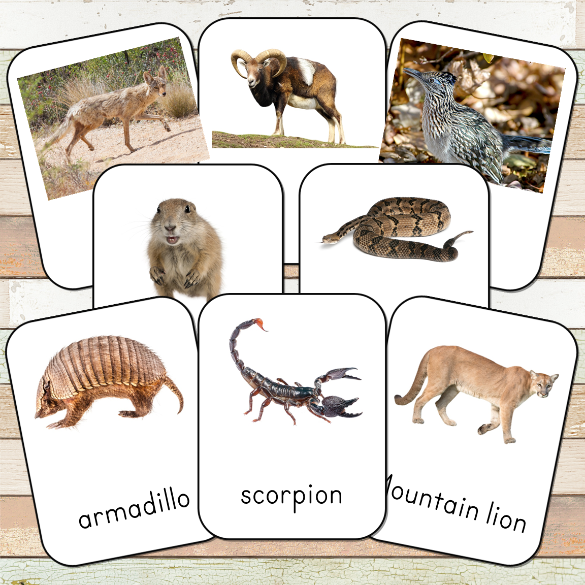desert animals with names