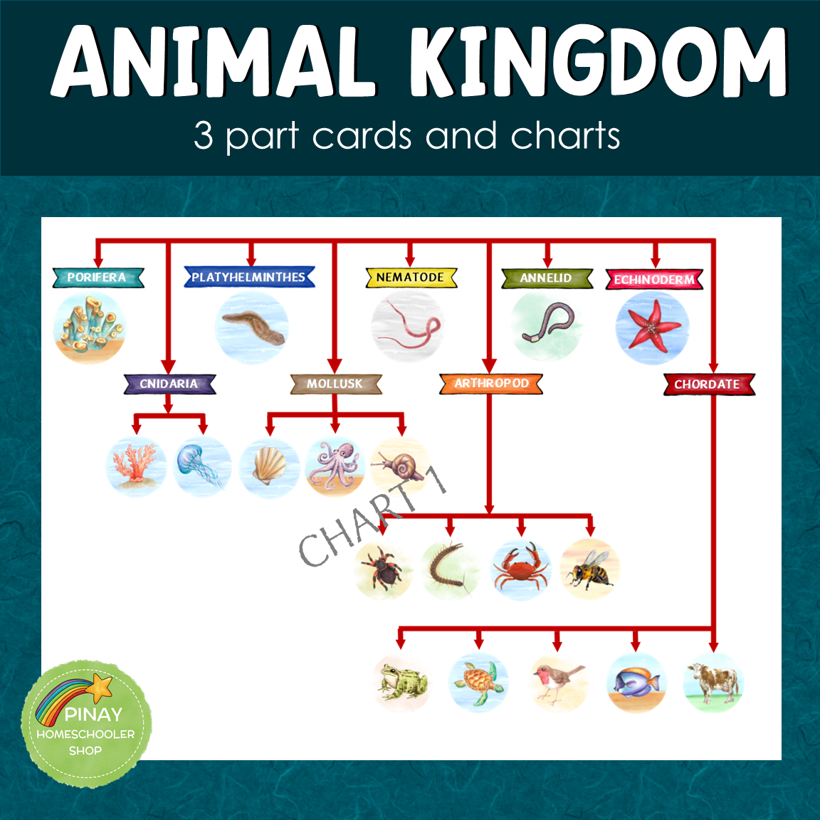 animal classification chart