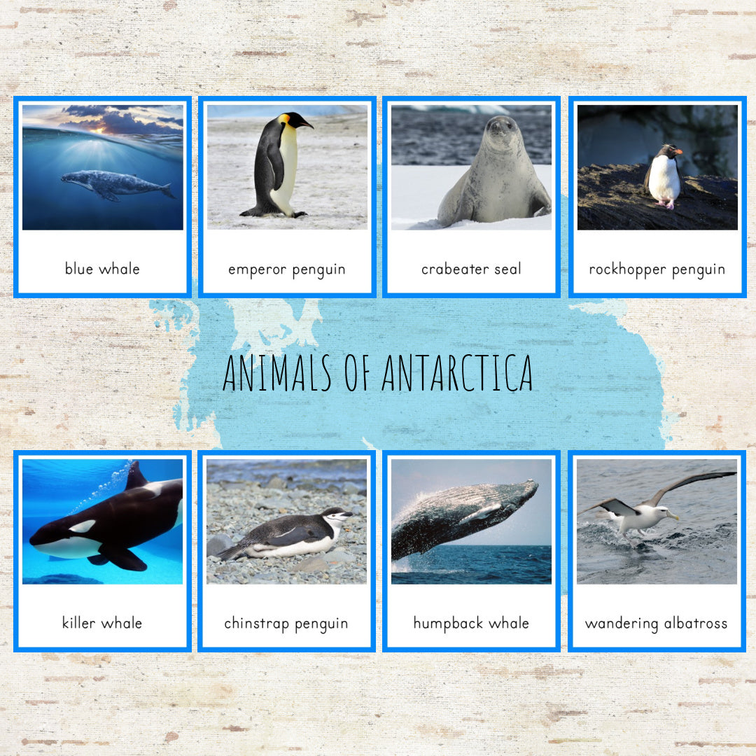 Animals of Antarctica Montessori 3 Part Cards and Fact Cards