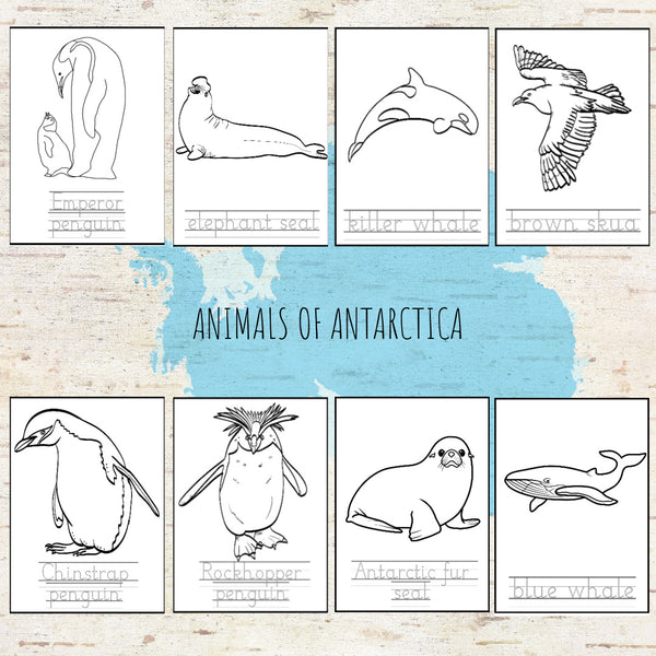 Animals of Antarctica Montessori 3 Part Cards and Fact Cards