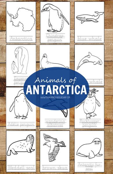 Animals of Antarctica Montessori 3 Part Cards and Fact Cards