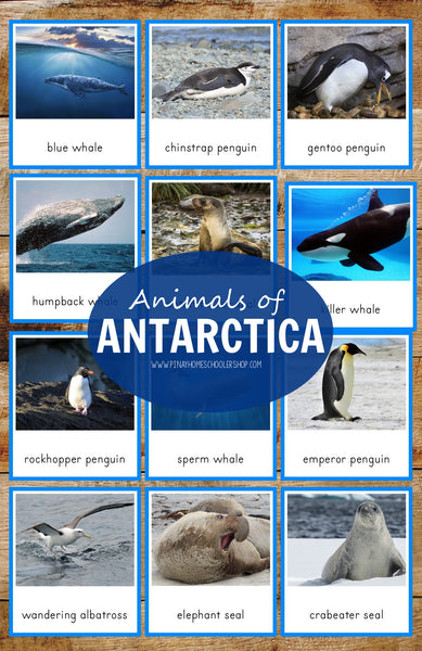 Animals of Antarctica Montessori 3 Part Cards and Fact Cards