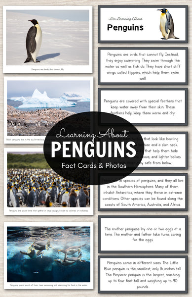 Learning About Penguins - Fact Cards and Photos