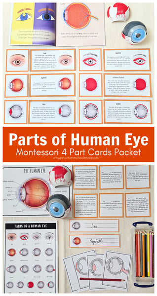 Parts of a Human Eye Montessori 3 Part Cards | 4 Part Cards