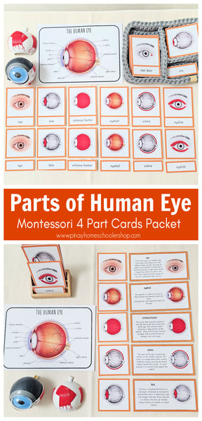 Parts of a Human Eye Montessori 3 Part Cards | 4 Part Cards