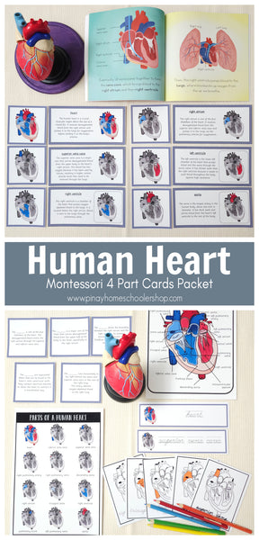 Parts of a Human Heart Learning Pack