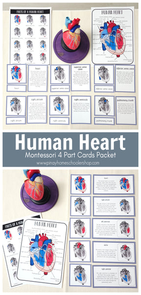 Parts of a Human Heart Learning Pack