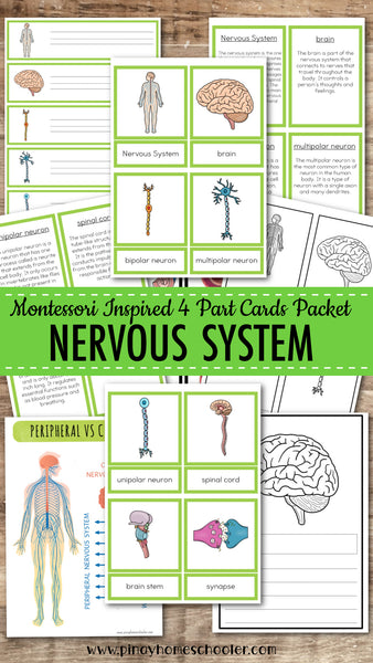 Nervous System Montessori Learning Pack