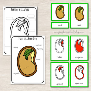 Parts of a Bean Seed Montessori 3 and 4 Part Cards