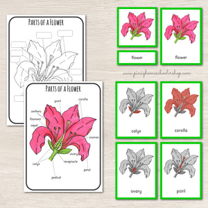 Parts of a Flower Montessori 3 and 4 Part Cards