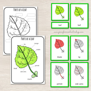 Parts of a Leaf Montessori 3 and 4 Part Cards