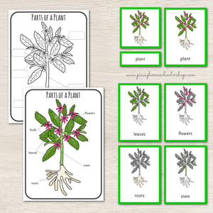 Parts of a Plant Montessori 3 and 4 Part Cards