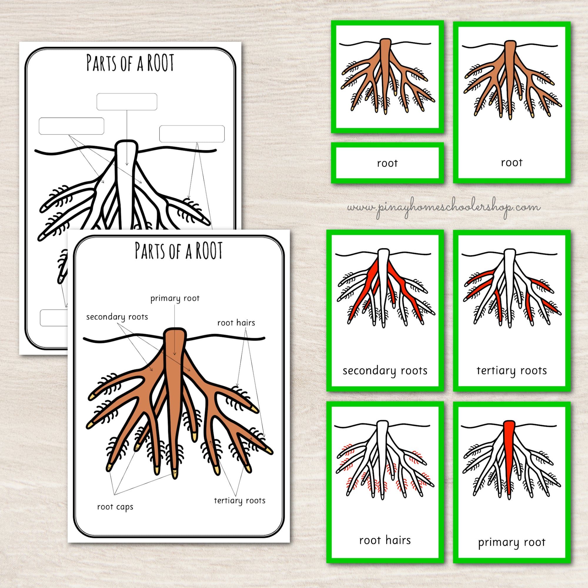 Parts of a Root Montessori 3 and 4 Part Cards