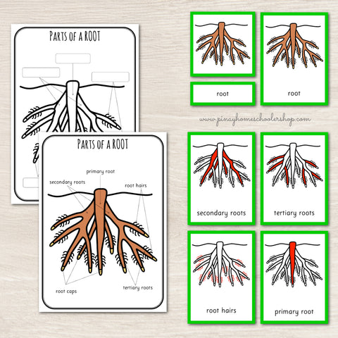 Parts of a Root Montessori 3 and 4 Part Cards