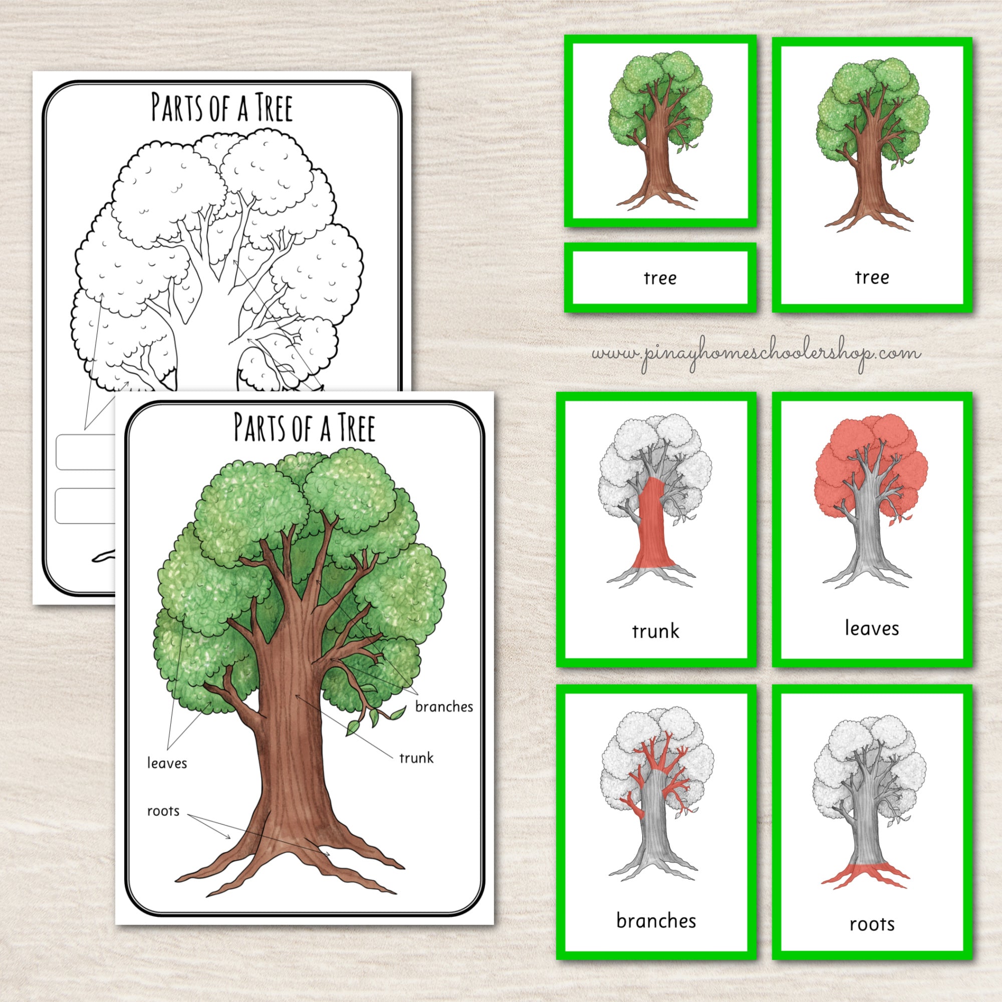 Parts of a Tree Montessori 3 and 4 Part Cards