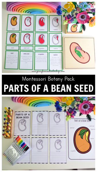 Parts of a Bean Seed Montessori 3 and 4 Part Cards