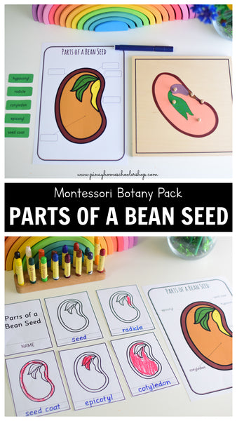 Parts of a Bean Seed Montessori 3 and 4 Part Cards