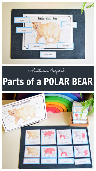 Montessori Parts of a Polar Bear