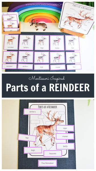 Montessori Parts of a Reindeer Learning Pack