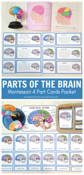 Parts of a Human Brain Montessori 3 Part Cards | 4 Part Cards