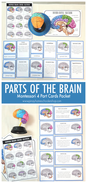 Parts of a Human Brain Montessori 3 Part Cards | 4 Part Cards