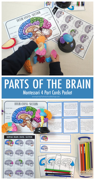 Parts of a Human Brain Montessori 3 Part Cards | 4 Part Cards