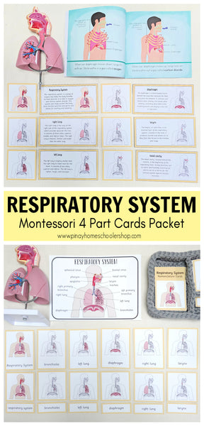 Respiratory System Montessori 3 Part Cards | 4 Part Cards