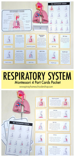 Respiratory System Montessori 3 Part Cards | 4 Part Cards