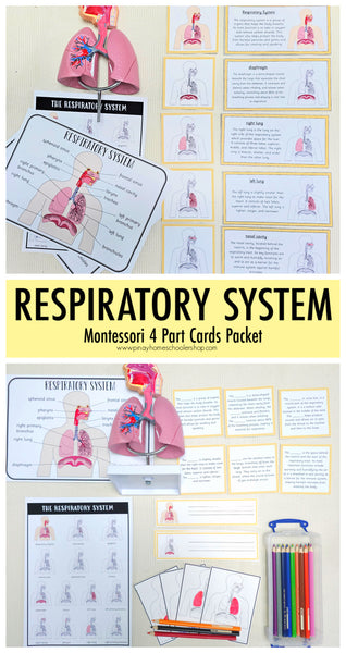 Respiratory System Montessori 3 Part Cards | 4 Part Cards