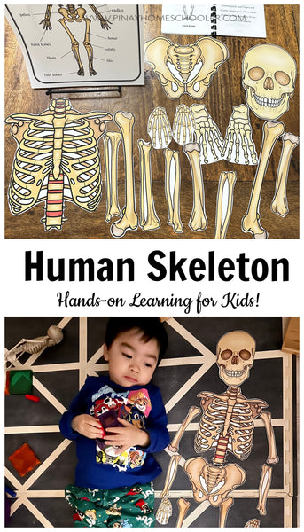 Human Skeleton Montessori 3 Part Cards