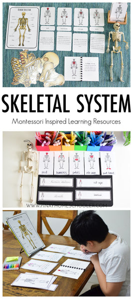 Human Skeleton Montessori 3 Part Cards