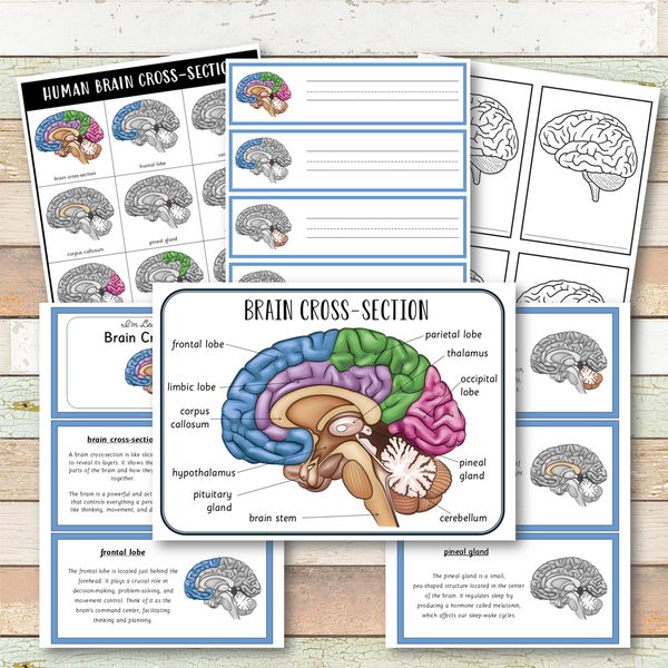 Parts of a Human Brain Montessori 3 Part Cards | 4 Part Cards