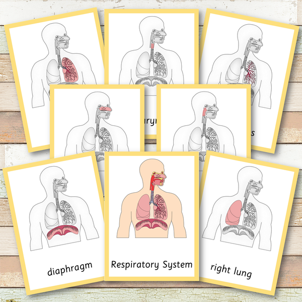 Respiratory System Montessori 3 Part Cards | 4 Part Cards