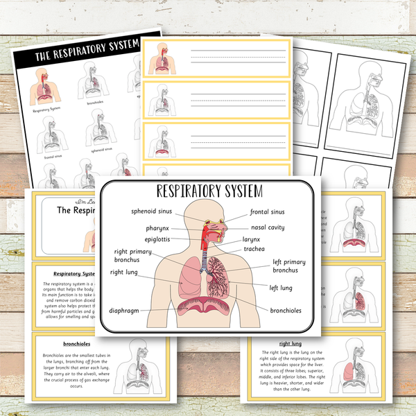 Respiratory System Montessori 3 Part Cards | 4 Part Cards