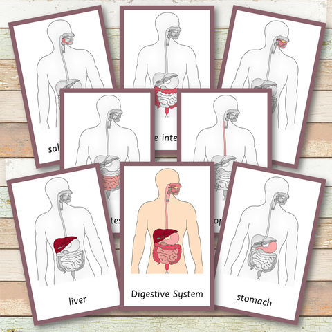 Digestive System Montessori 3 Part Cards | 4 Part Cards