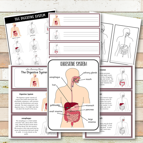 Digestive System Montessori 3 Part Cards | 4 Part Cards