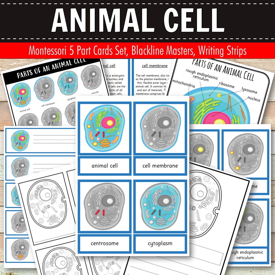 Parts of an Animal Cell