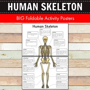 Human Skeleton Big Foldable Activity Posters