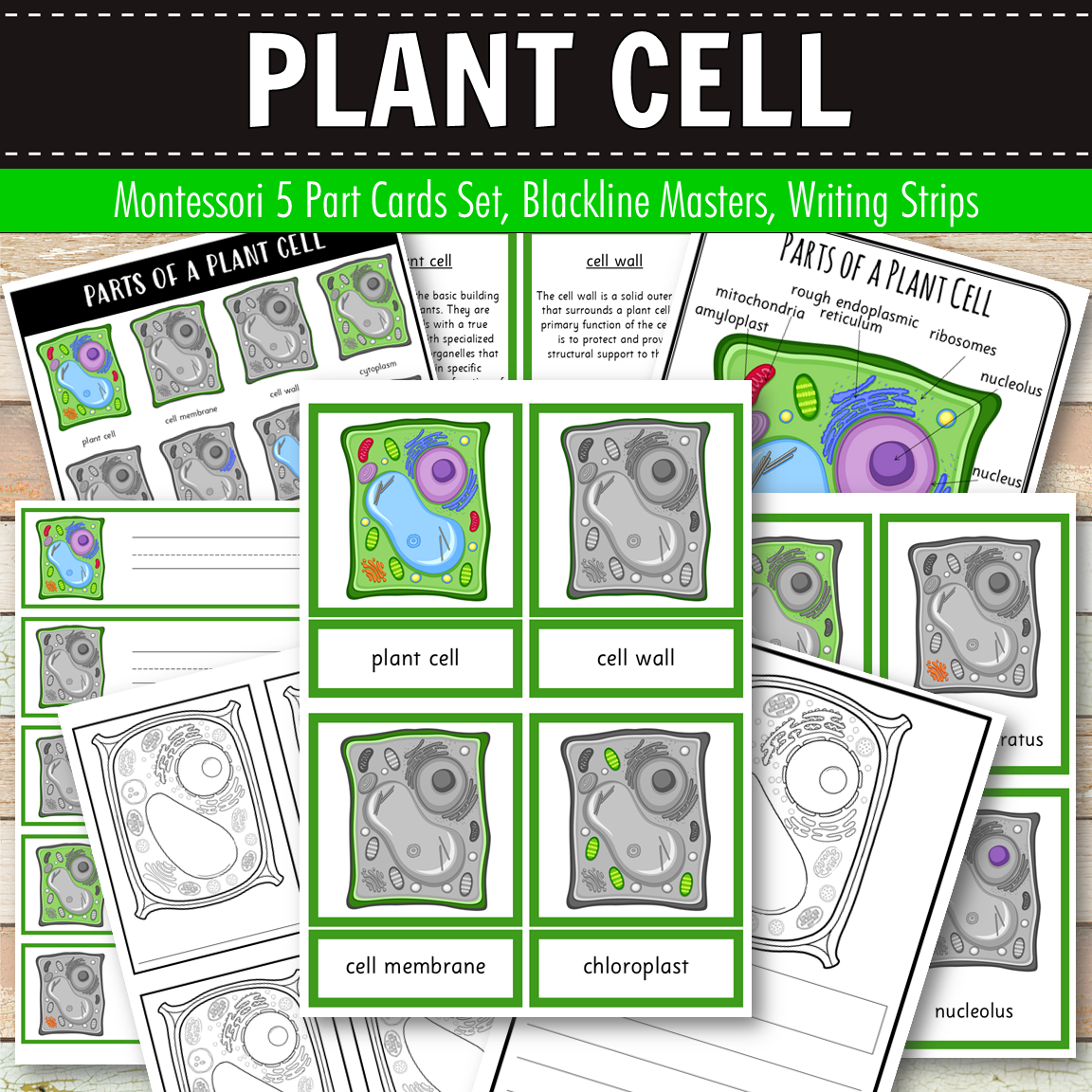 Parts of a Plant Cell Montessori 3 Part Cards | 4 Part Cards