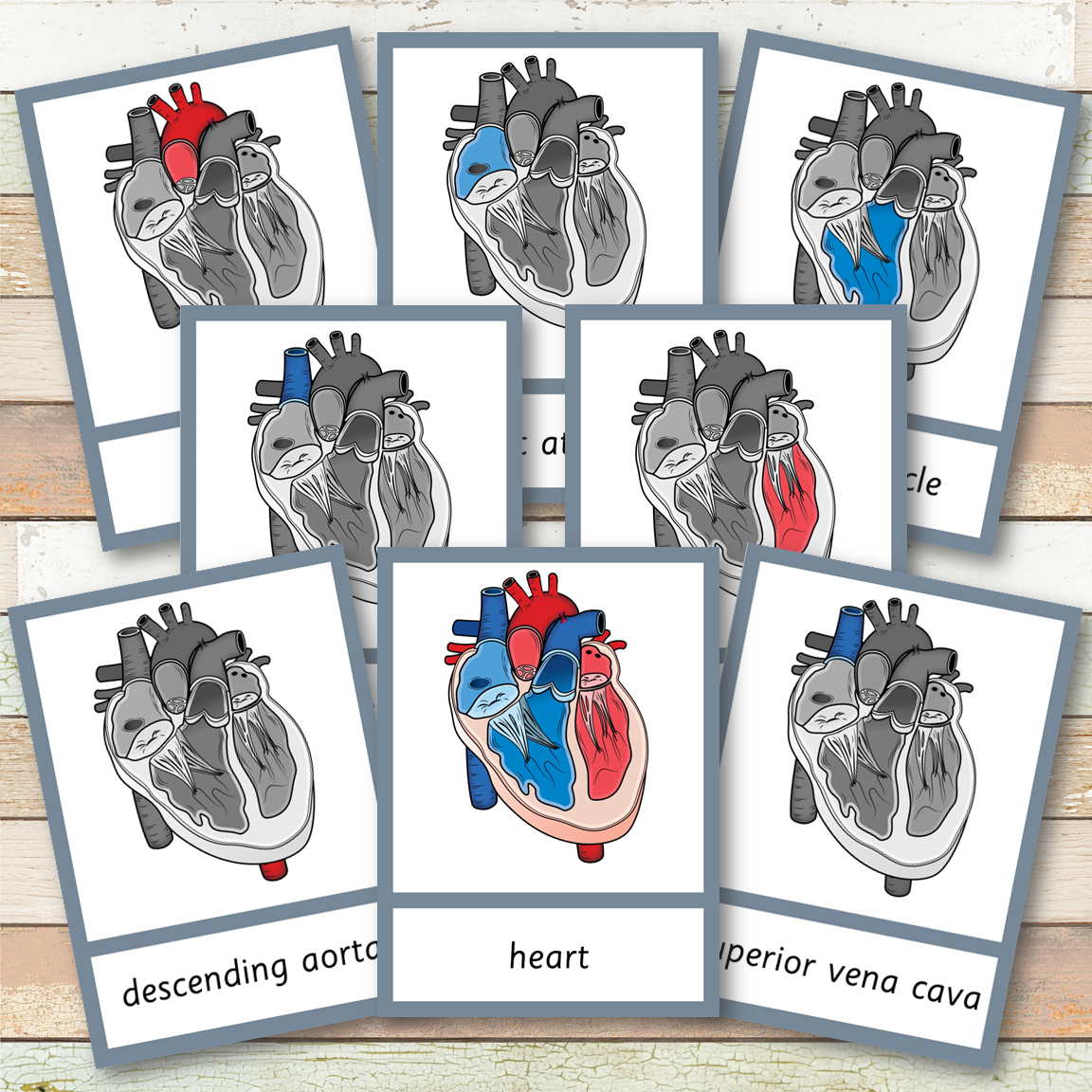 Parts of a Human Heart Learning Pack