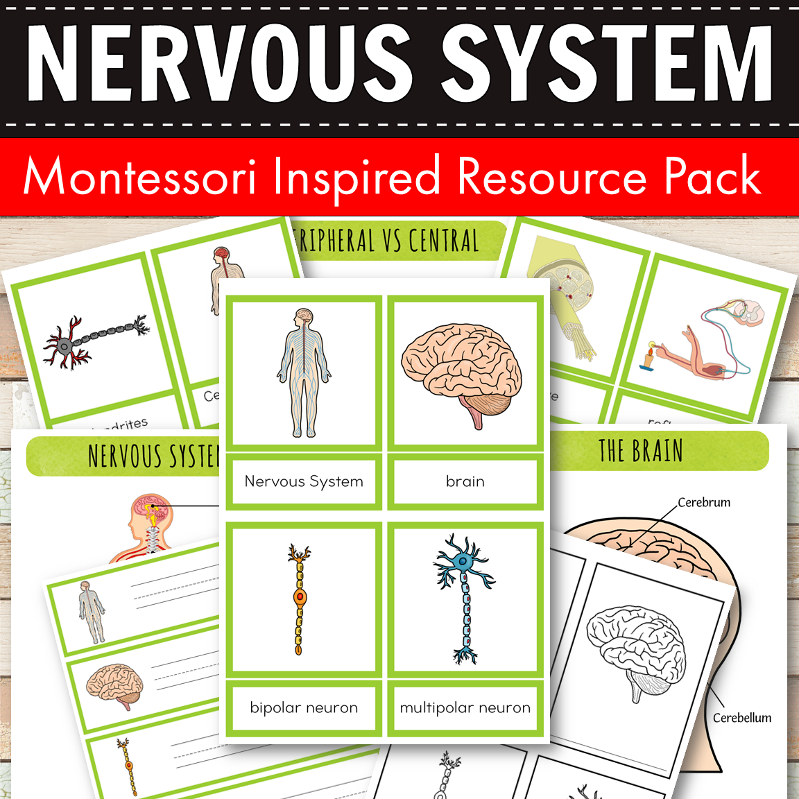 Nervous System Montessori Learning Pack