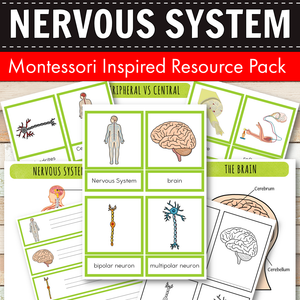 Nervous System Montessori Learning Pack