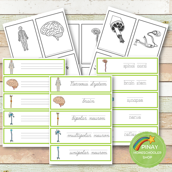 Nervous System Montessori Learning Pack