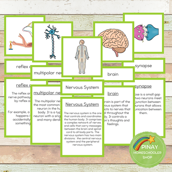 Nervous System Montessori Learning Pack