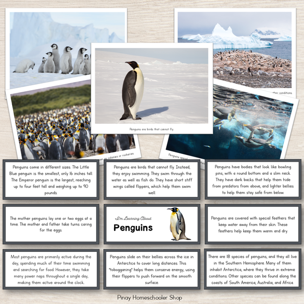 Learning About Penguins - Fact Cards and Photos