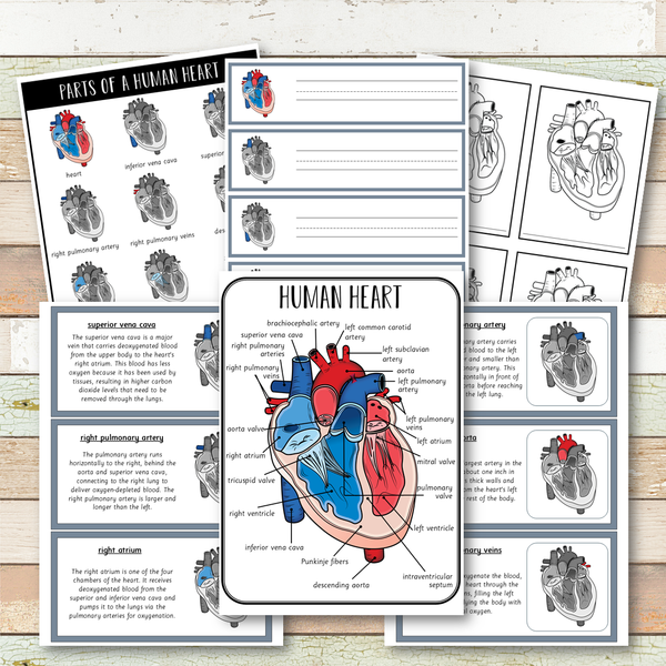 Parts of a Human Heart Learning Pack