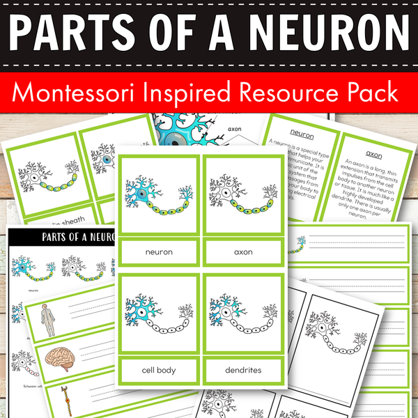 Parts of a Neuron Learning Pack