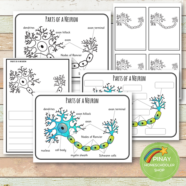 Parts of a Neuron Learning Pack