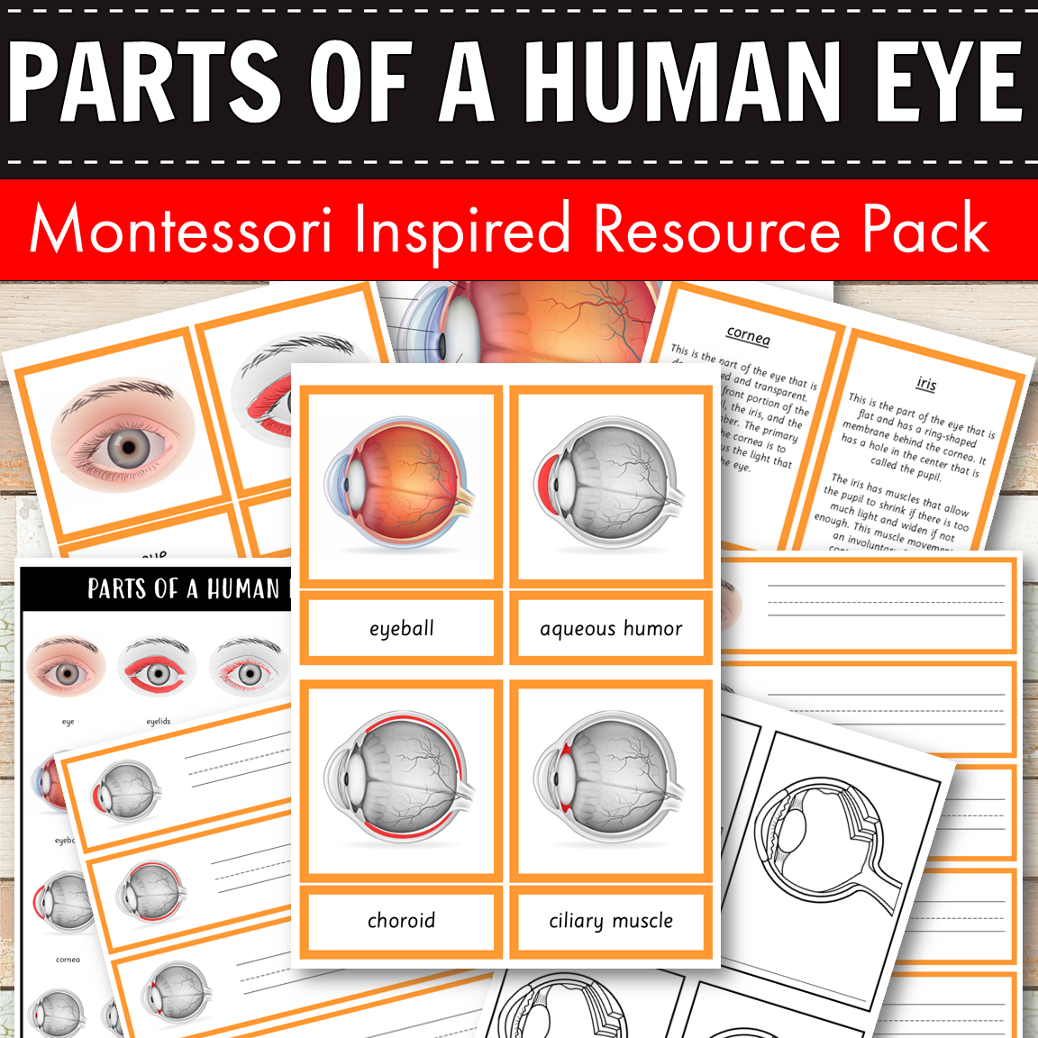 Parts of a Human Eye Montessori 3 Part Cards | 4 Part Cards